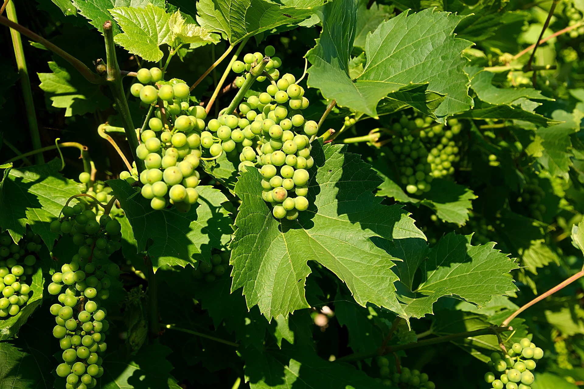 Shine Muscat grapes in a basket